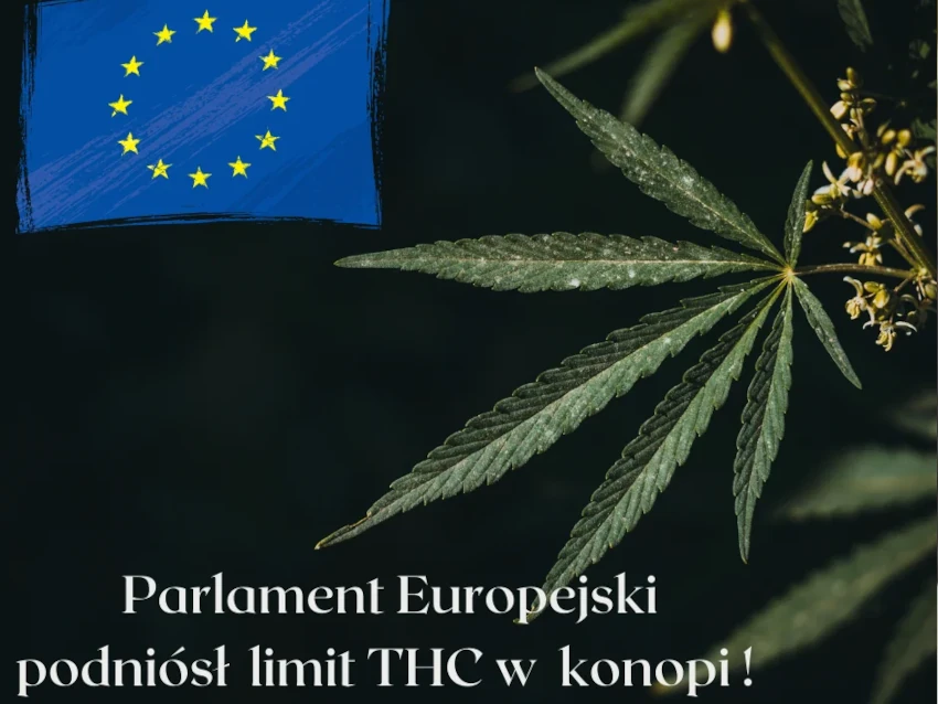 Mamy to ! Idą zmiany ! Parlament Europejski podniósł limit THC w konopi.